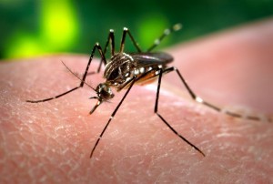 Mosquito Corp news