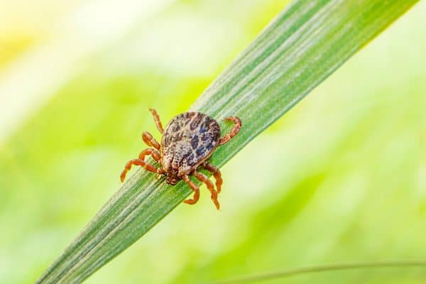 How Much Do Tick Control Services Cost? Westchester, NY