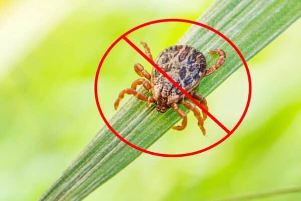 How Much Does Pest Control Cost for Ticks in Mount Vernon, NY?