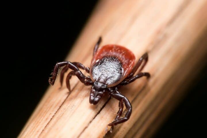 How Much Do Tick Control Services Cost in Mamaroneck, NY?